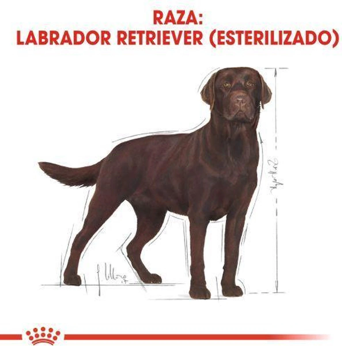 Royal Canin Labrador Retriever Sterilised 12 KG - Afbeelding 8