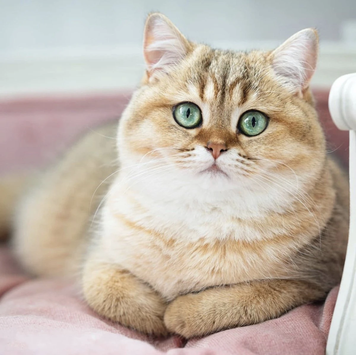 Lord Lou - George Blauw Velvet S - Luxe Hondenmand - Luxe Kattenmand - 49x40x31 - Afbeelding 6