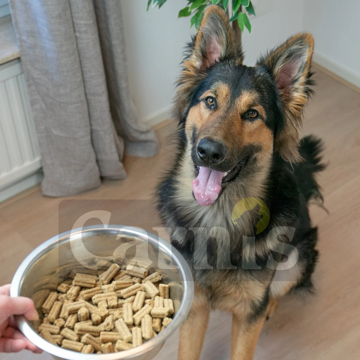 Carnis Salmon Regular Geperst Hondenvoer 12,5 Kg - Hond - Afbeelding 2