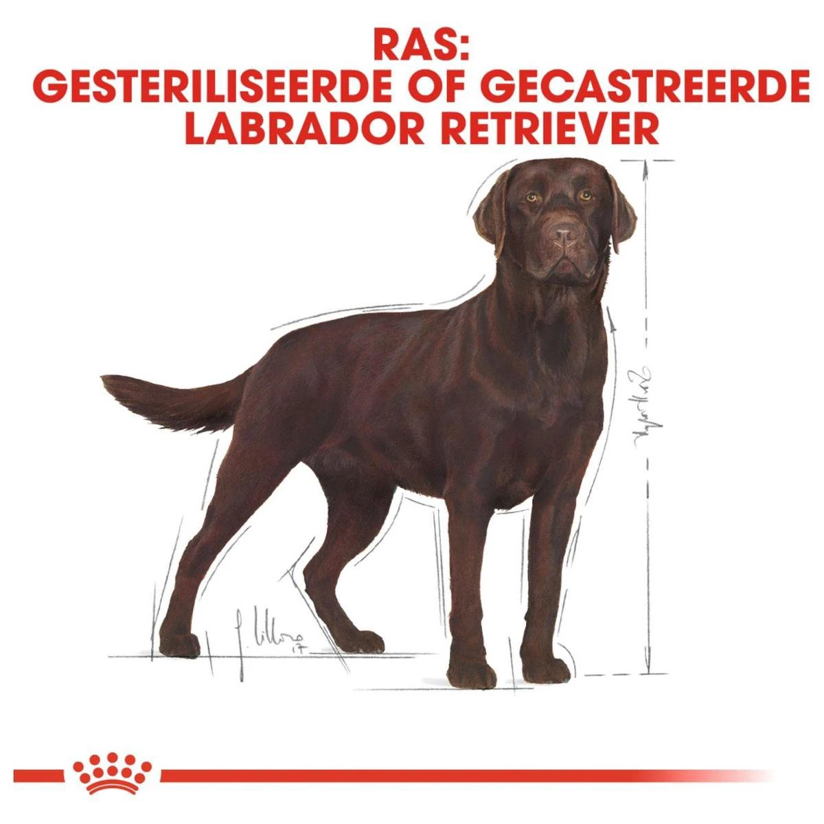 Royal Canin Labrador Retriever Sterilised 12 KG - Afbeelding 7