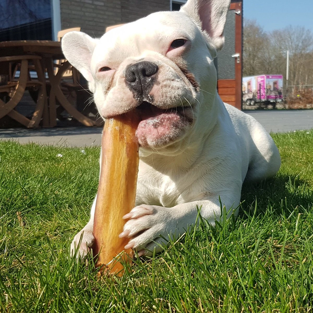 Topdiervoeding Runderkophuid Hondensnacks - Vers Gedroogd - 20cm - 1000 Gram - Afbeelding 3