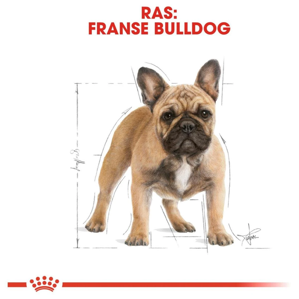 Royal Canin French Bulldog Adult 9 KG - Afbeelding 9