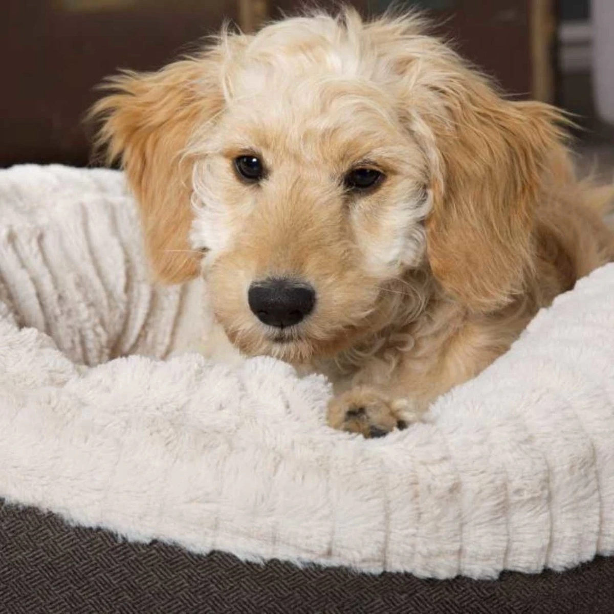 Scruffs Ellen Donut - Warme Hondenmand Van Imitatiebont - Kleur Grijs, Roze Of Bruin - Maat M Of L - Kleur: Grijs, Maat: Medium - Afbeelding 16