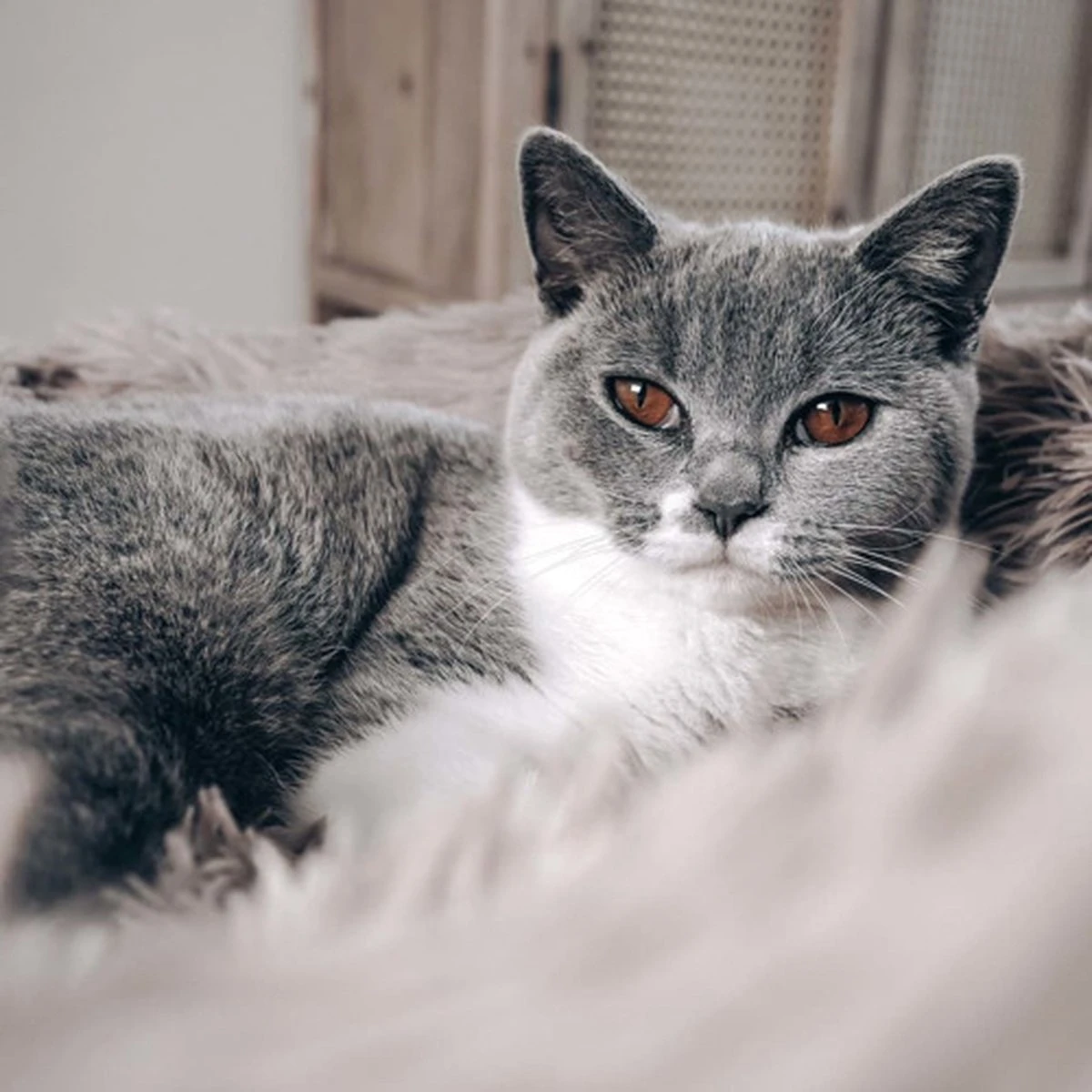 District 70 FUZZ - Hondenmand Comfortabel En Zacht Pluche - Zand, Oudroze, Donkergrijs En Lichtgrijs In S/M/L/XL - Maat: Large, Kleur: Zand - Afbeelding 9