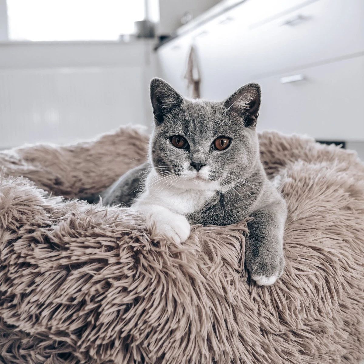 District 70 FUZZ - Hondenmand Comfortabel En Zacht Pluche - Zand, Oudroze, Donkergrijs En Lichtgrijs In S/M/L/XL - Maat: Medium, Kleur: Zand - Afbeelding 10