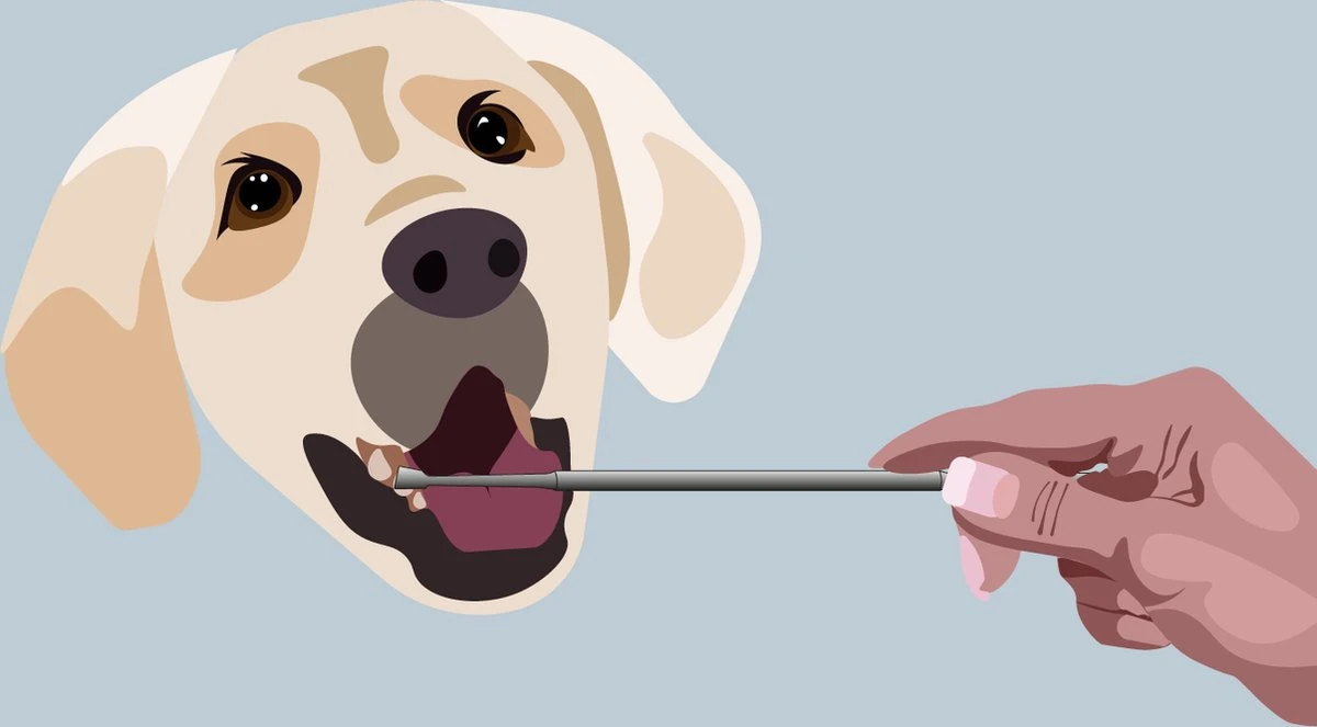 AE Dogz Tandsteenverwijderaar/Tandenkrabber - Afbeelding 3