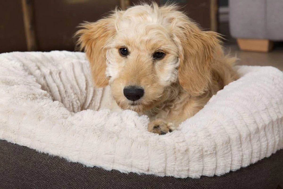 Scruffs Ellen Donut - Warme Hondenmand Van Imitatiebont - Kleur Grijs, Roze Of Bruin - Maat M Of L - Kleur: Grijs, Maat: Medium - Afbeelding 17