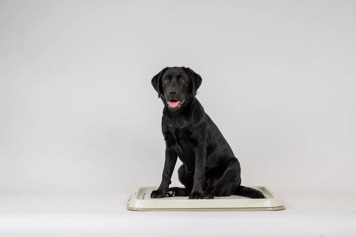 Easypets Puppy Training Pads - Zindelijkheidstraining - Hondentoilet - 60 X 60 Cm - 250 Stuks - INCL. PADHOUDER - Afbeelding 3
